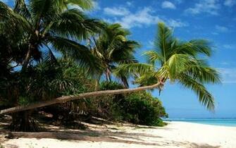 Beach With Palm Trees HD Wallpaper