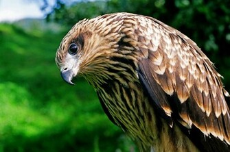 Bird Prey