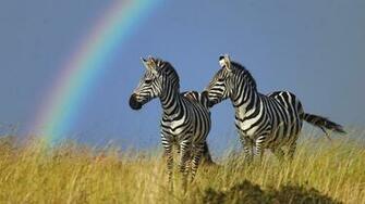 Wallpaperpoints Zebra HD Wallpaper For Pc Background