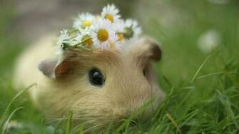Mystery Wallpaper Sweet Guinea Pig