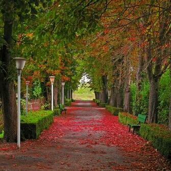 Wallpaper Leaf Cyprus Episkopi Allee Nature Autumn Parks Street