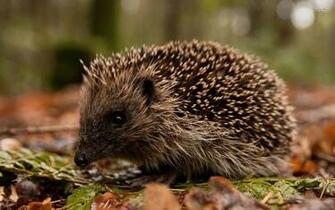 Hedgehog Wallpaper Animal