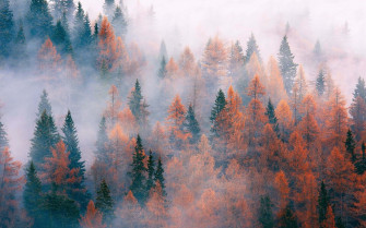 Aesthetic Nature Wallpaper
