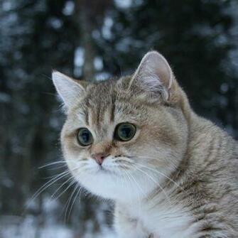 The Most Awesome Cat Wallpaper
