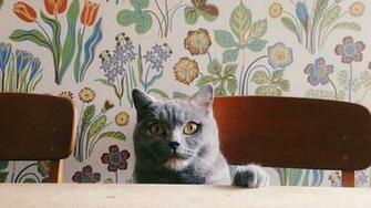 Wallpaper Is Making A Comeback