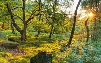 United Kingdom Trees Grass Rays Of Light Stanton Moor Nature