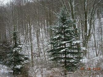 Winter Pine Trees Graphics Pictures Image For Myspace Layouts