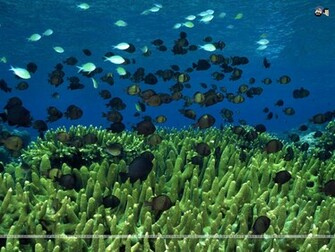 Aquatic Wallpaper