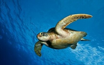Sea Turtle Wallpaper