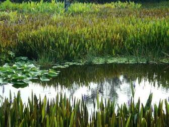 Swamp Scenes Related Keywords Suggestions Long Tail