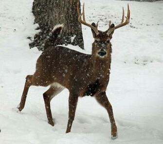 Whitetail Deer Buck Snow Falling Wildlife Nature Pictures By