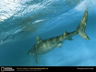 Wallpapernow Net Tiger Shark Wallpaper