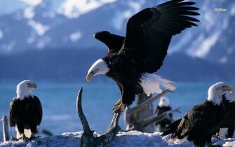 American Bald Eagles Wallpaper Animal