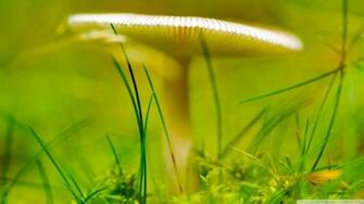 White Forest Mushroom Wallpaper