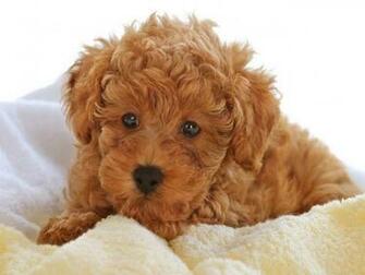 Poodle Puppies Background Image Dogs Puppy Cute