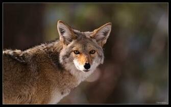 Coyote Wallpaper Html Filesize 81k