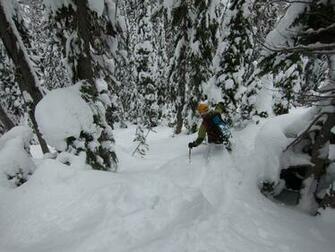 Powder Tree Skiing Wallpaper Right From The Parking