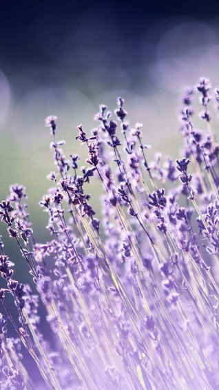 Wildflowers 3y13fg1yyrplcl7d Wallpaper