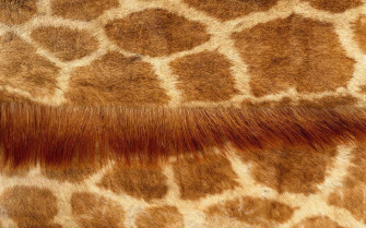 Animal Fur Wallpaper On