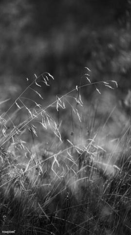Grayscale Grass Mobile Phone Wallpaper Premium Image By Rawpixel