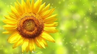 Sunflower HD Wallpaper
