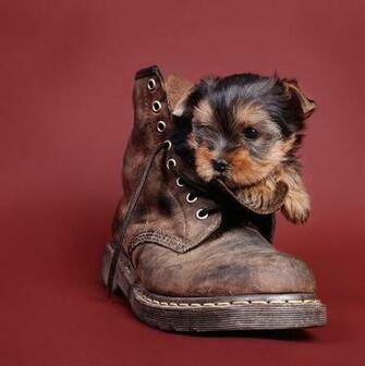 Yorkshire Terrier Puppies Pictures Image The Dog Wallpaper