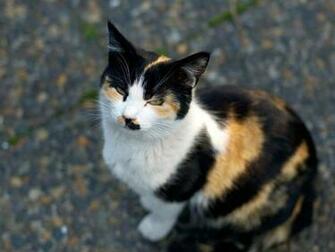 Gatto Tartarugato File Vettoriale