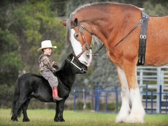 Back Gallery For Clydesdale Wallpaper