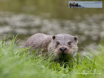 Otter Pictures Cute Otters