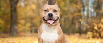 Pit Bull Computer Wallpaper Desktop Background