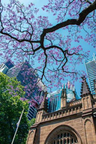 Top Purple Tree Wallpaper Full HD 4k To Use
