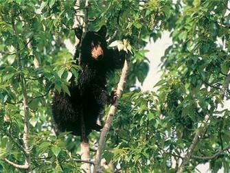 This Post Include Black Bear Hq Stills High Quality Image