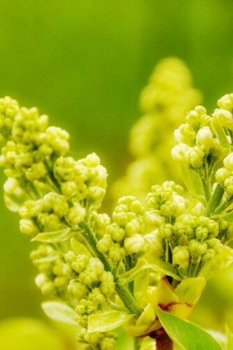 Yellow Flower iPhone HD Wallpaper
