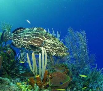 Beautiful Underwater World