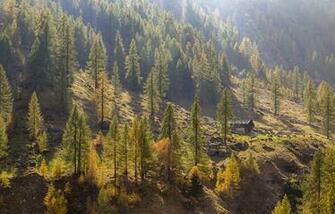 Image Italy Le Piane Piedmont Nature Spruce Autumn Trees Seasons