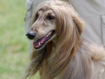 Afghan Hound Wallpaper X Net