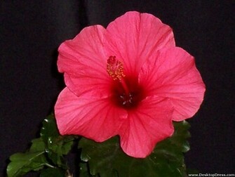 Home Desktop Wallpaper Flowers Gardens Background Hibiscus