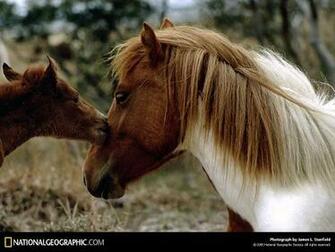 Wild Ponies Best Wallpaper Of The Day National Geographic