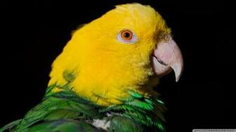 Green And Yellow Parrot Wallpaper