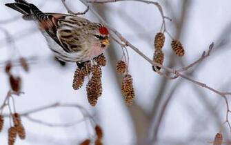 Mealy Redpoll On A Winter Branch Wallpaper Freshwallpaper