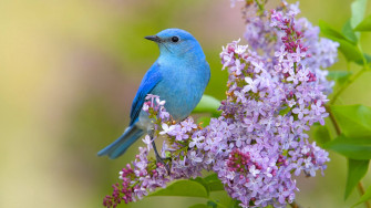 HD Birds Wallpaper