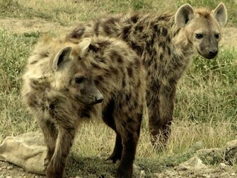 Gevlekte Hyena S Wallpaper