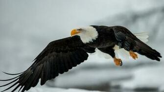 Wallpaper Eagle Bird Flying 4k Ultra HD