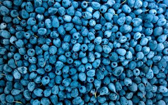 Blueberries 4k HD Wallpaper Image Photos And Picture