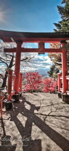Best Torii Gate iPhone HD Wallpaper