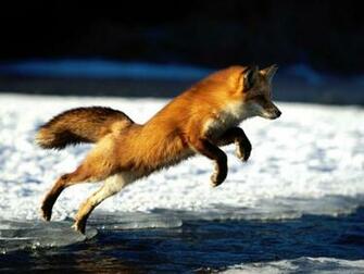 Fox Animal Wallpaper