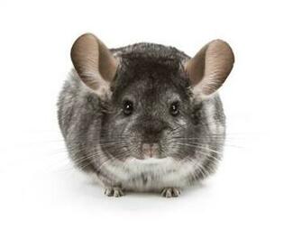 Animals Wallpaper Chinchilla