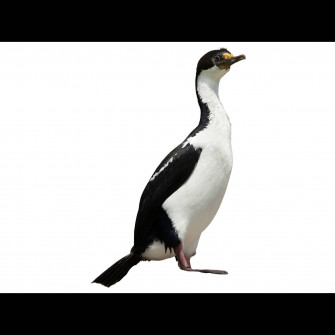 Imperial Shag Identification Wallpaper