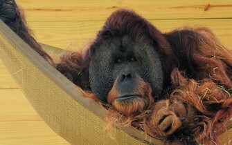 Animal Orangutan Wallpaper