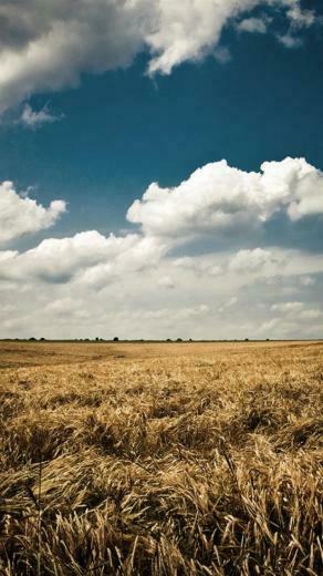 Summer Fields And Sky iPhone HD Wallpaper